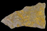 Wide, Eocrinoid (Ascocystites) Plate - Ordovician #118229-2